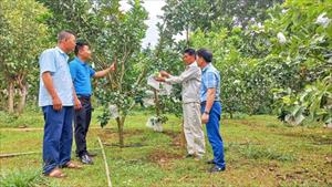 HLV Nghệ An: Góp phần chuyển đổi mạnh mẽ cơ cấu sản xuất nông nghiệp