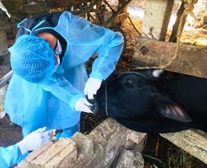 Quảng Ngãi: Xuất hiện dịch bệnh viêm da nổi cục và lở mồm long móng ở bò