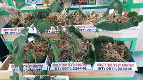 Phiên chợ ở Nam Trà My bán được 65 kg sâm Ngọc Linh, thu về gần 9,5 tỷ đồng