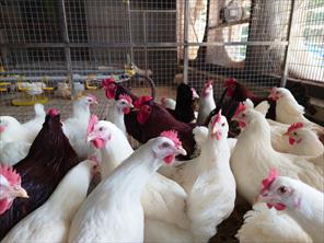 Hòa Phát cung cấp giống gà đẻ trứng hồng mang lại giá trị kinh tế cao