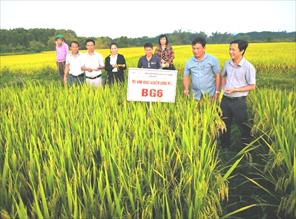 Triển vọng giống lúa BG6 tại Quảng Ngãi