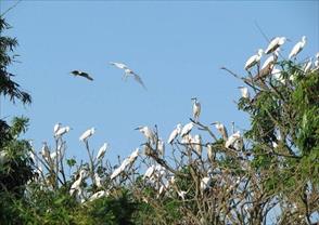 Vườn chim Cà Mau, nơi giao thoa của trời đất - thiên nhiên - con người