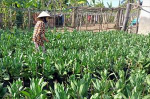 Nhà vườn ở Bình Thuận tất bật vụ hoa Tết