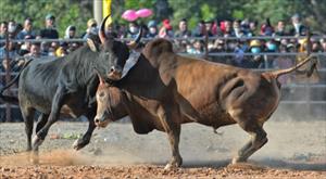 Mãn nhãn Hội chọi bò đầu xuân ở Điện Biên Đông