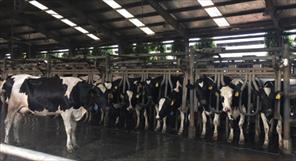 Phát triển đàn bò sữa công nghệ cao của TH True milk