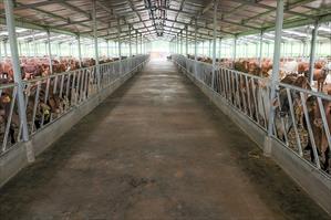 THILOGI vận chuyển hơn 800 con bò sinh sản sang Lào