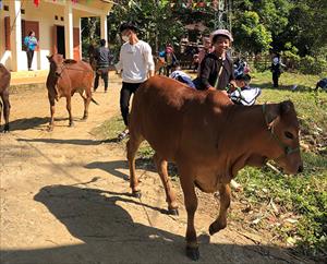 Trao 20 con bò cho hộ nghèo, cận nghèo xã Yên Thổ