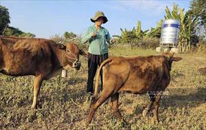 Nhiều xã ở Điện Biên muốn trả lại nguồn tiền dự án cấp bò giống nhưng huyện không nhận