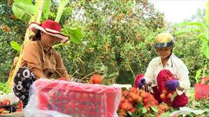 Chôm chôm Java tăng giá, nông dân Long An đón Tết sung túc