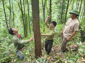 Tuyên Quang phấn đấu trở thành trung tâm chế biến gỗ rừng trồng