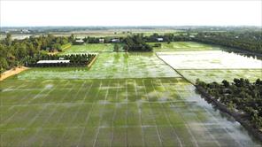Hoàn thiện Đề án 1 triệu hecta lúa chất lượng cao trình Chính phủ vào tháng 4