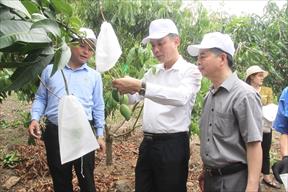 Sơn La chuẩn bị tốt nhất cho sản xuất, tiêu thụ nông sản năm 2023