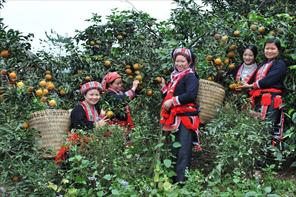 Dự kiến 30% sản lượng cam ở Hàm Yên tiêu thụ qua mạng xã hội