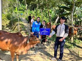 Nhiều hộ nghèo ở Cao Bằng nhận hỗ trợ bò sinh sản