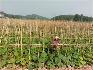 Bắc Giang tăng cường công tác quản lý trong lĩnh vực vật tư nông nghiệp