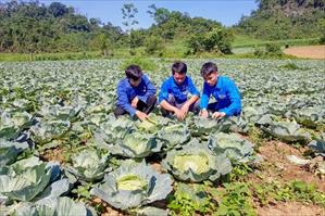 Tuyên Quang xây dựng vùng sản xuất rau an toàn quy mô trên 8.500 ha