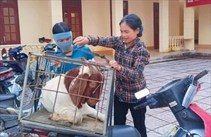 Hương Sơn hỗ trợ dê giống chất lượng cao cho các hộ chăn nuôi