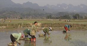 Huyện miền núi Con Cuông dự kiến gieo cấy khoảng 2.200ha lúa