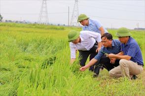 Nhiều diện tích lúa ở Nghệ An bị đổ gãy do mưa lớn