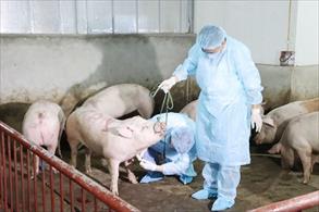 9 tháng năm 2023, Nghệ An xuất hiện 64 ổ dịch tả lợn châu Phi