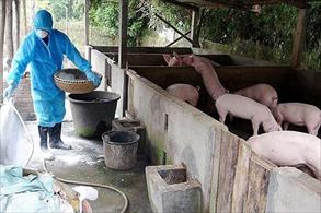 Nghệ An triển khai các giải pháp phòng chống, không để dịch tả lợn châu Phi lây lan
