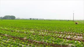 Nhiều giải pháp quyết liệt, hiệu quả bảo vệ cây trồng vụ xuân tại Diễn Châu