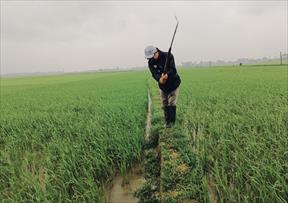 Quảng Nam: Nông dân vất vả xuống đồng dặm lúa, do mưa bất thường