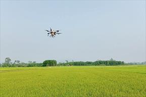 Núi Thành: Phun thuốc trừ đạo ôn cho cây lúa bằng công nghệ bay không người lái