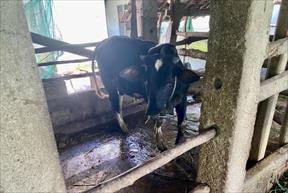 Dịch bệnh tiếp tục phát sinh gây hại đàn gia súc, gia cầm ở Quảng Nam