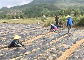 Phân bổ 400 triệu đồng hỗ trợ trồng cây dược liệu tại huyện Nông Sơn