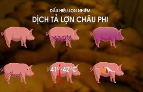 Hà Nam phát hiện ổ dịch tả lợn châu Phi tại xã Yên Nam