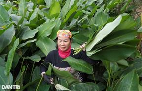 Nông dân thu nhập cao nhờ sản phẩm nông nghiệp phục vụ Tết