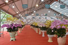 Long Biên: Chợ hoa Xuân vắng khách, người bán hoa, cây cảnh 