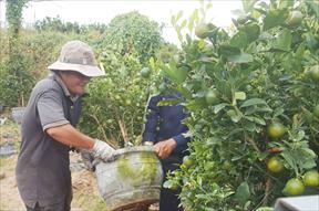 “Thủ  phủ” hoa Tết ở Phú Yên: Thương lái mua mạnh, người trồng bớt lo