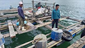 UBND tỉnh Thanh Hóa chỉ đạo kiểm tra, làm rõ thông tin người nuôi cá lồng ở xã đảo Nghi Sơn gặp khó chồng khó