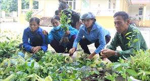 Hỗ trợ vật tư trồng cây dược liệu cho 80 hộ nghèo, cận nghèo ở huyện Bá Thước