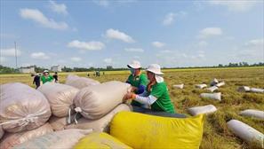 Bảo đảm hiệu quả điều hành xuất khẩu gạo và ổn định thị trường