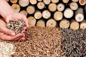 Cơ hội kiếm tỷ đô từ xuất khẩu viên nén gỗ