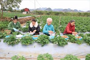 Sơn La: Trồng dâu tây mang lại thu nhập tiền tỷ cho nông dân
