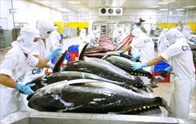 Hơn 1 tỷ USD thu từ xuất khẩu cá ngừ, thị trường Mỹ chiếm 48%