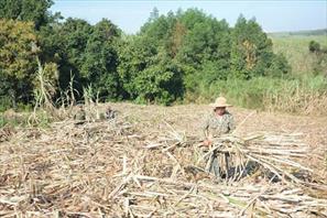 Thời tiết thuận lợi, nông dân Đắk Lắk hối hả thu hoạch mía