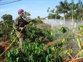 Rệp sáp tấn công nhiều vườn cà phê của người dân Đắk Nông