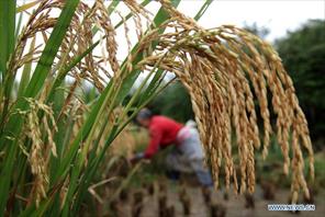 3,5 tỷ người sẽ đối mặt với giá gạo tăng cao
