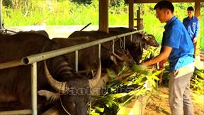 Lai Châu: Nâng cao thu nhập cho người dân từ chăn nuôi