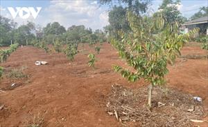 Ồ ạt nhổ bỏ cà phê để trồng sầu riêng ở Tây Nguyên