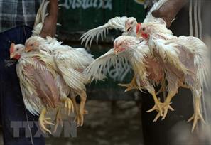 Indonesia lần đầu tiên xuất khẩu gà sống sang Singapore