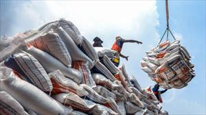Giá gạo Indonesia dự kiến tăng mạnh sau lệnh cấm xuất khẩu gạo của Ấn Độ