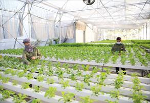 Hướng tới nền nông nghiệp xanh, an toàn và hiệu quả kinh tế cao