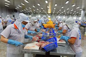 Đâu là yếu tố ảnh hưởng đến sản xuất và xuất khẩu cá tra Việt Nam?
