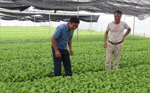 Yên Bái đẩy mạnh phát triển các mô hình kinh tế nông nghiệp